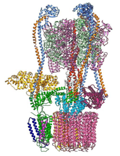 A molecular machine for pumping protons