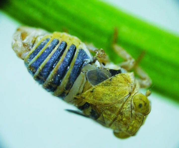 Amorous Planthopper Bugs Shake their Abdomen to Attract Mates Using Elastic 'snapping Organ'