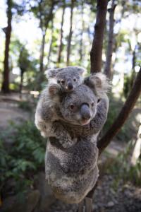 Koala Carrying Baby
