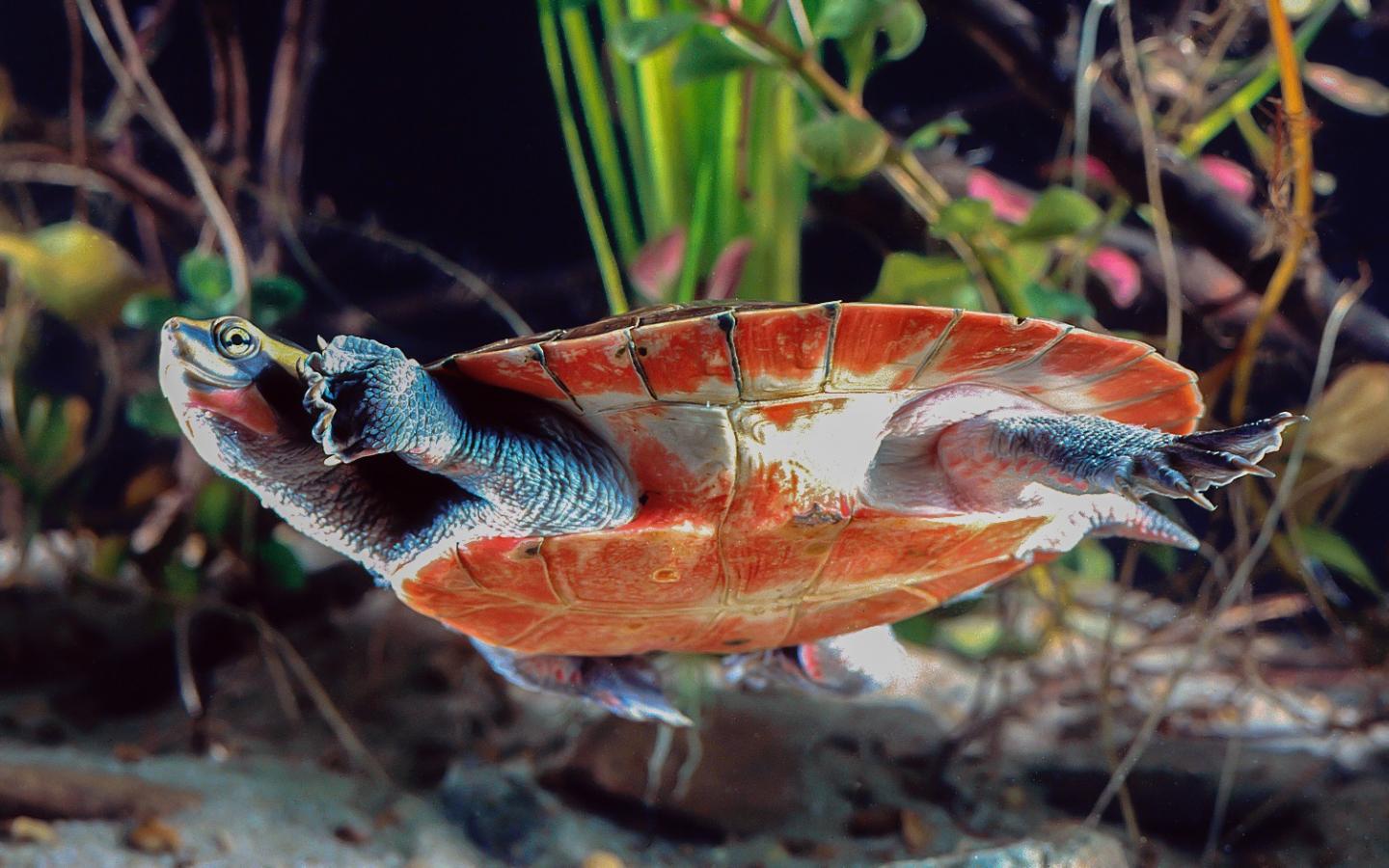 Red-Bellied Short-Necked Turtle