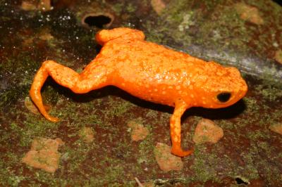 Brachycephalus Crispus