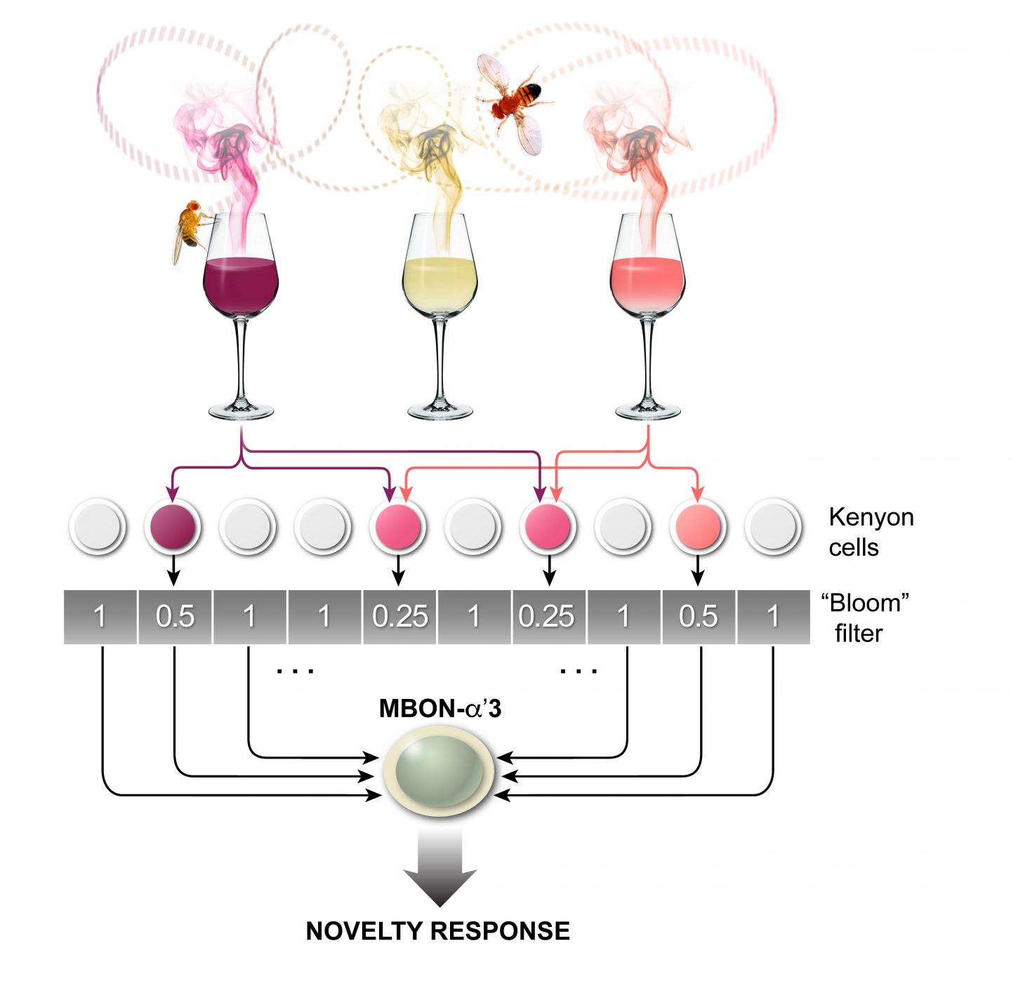 Salk Institute -- Navlakha Lab