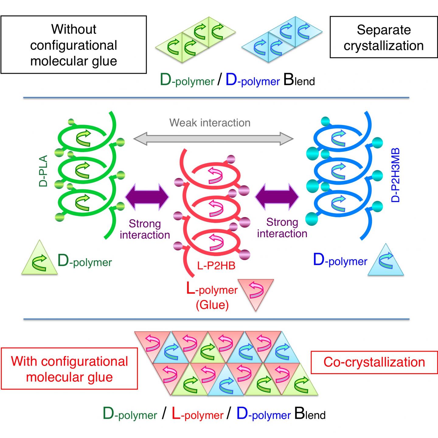 Helical Molecular Glue