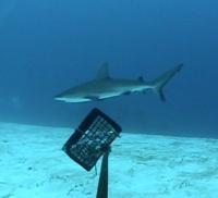 Caribbean Reef Shark Swimming Near 1 of the Baited Remote Underwater Video Cameras