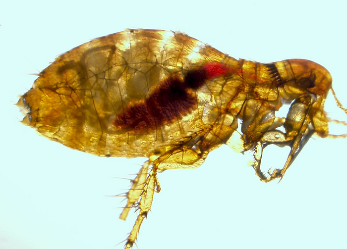 Study probes how plague spreads through wild | EurekAlert!