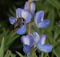 Leaf Cutter Bee on Lupine