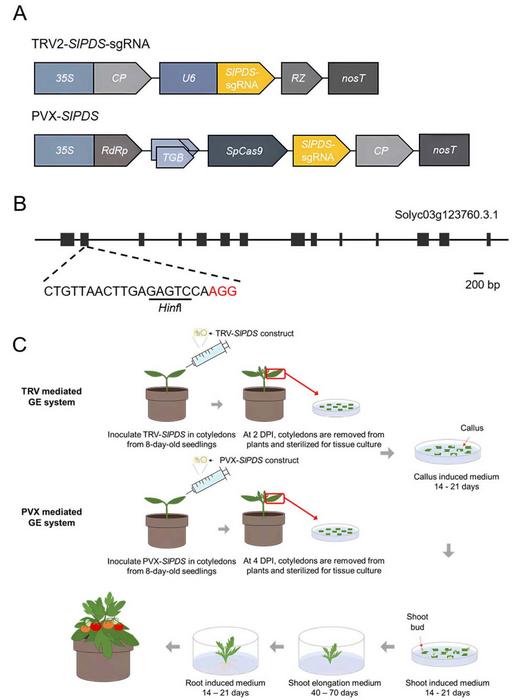 Diagram of the VIGE system in tomato.