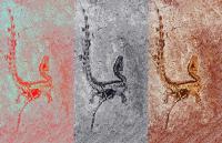 What Color Was <i>Sinosauropteryx</i>?