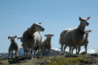 Sheep in Norwegian Mountains