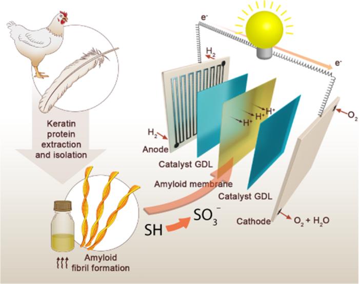 A sustainable membrane is produced from the keratin in chicken feathers for use in a fuel cell.