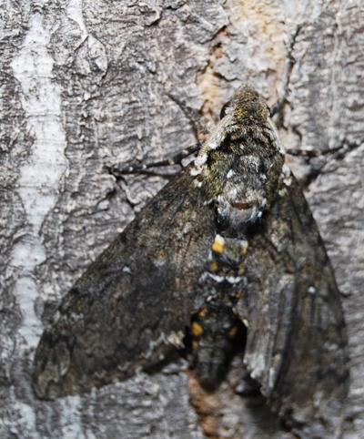 Giant Hawk Moth