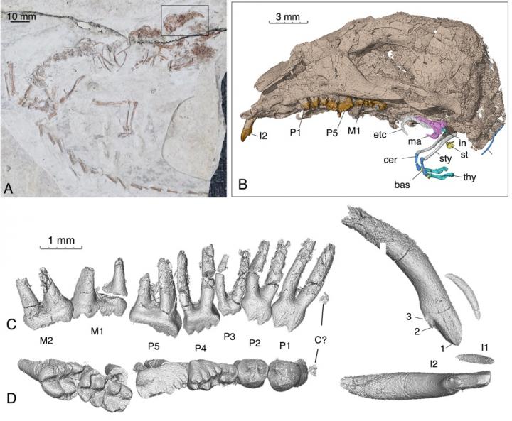 Holotype Specimen of <i>Sinobaatar pani</i>