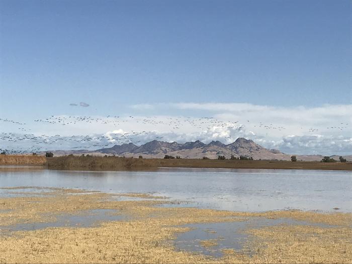 Colusa National Wildlife Refuge