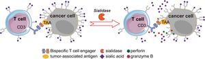 New technique improves T cell-based immunotherapies for solid tumors