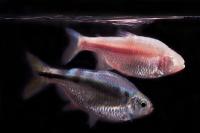 Blind Mexican Cavefish (2 of 2)