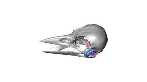 Bird skull - horizontal