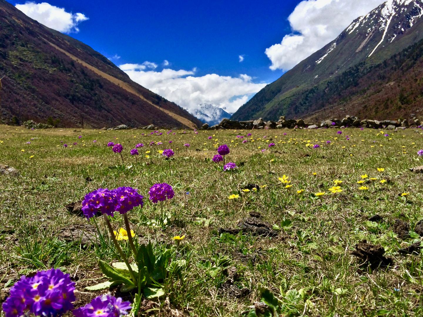 Pollination in the Himalayas