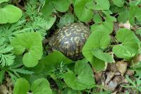 Turtle in the Woods