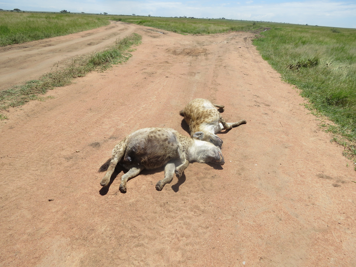 Two adult female spotted hyenas killed by a car on a main gravel road in the Serengeti National Park.
