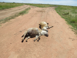 Two adult female spotted hyenas killed by a car on a main gravel road in the Serengeti National Park.