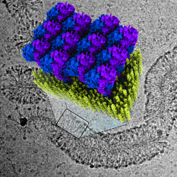 Illustration of how GBP1 proteins (blue and purple) attach to the membrane of a bacterium (yellow), zoomed in from an image taken with an electron microscope (in grayscale).