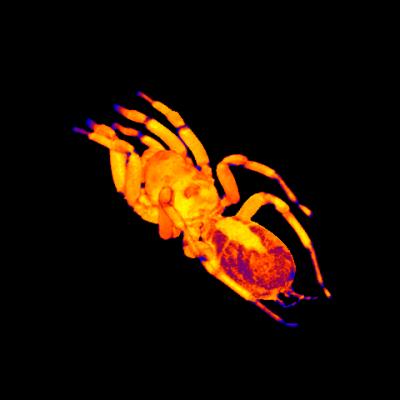 MRI Image of Tarantula