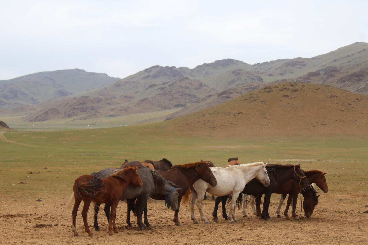 Horses Mongolia