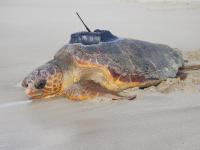 Loggerhead Turtle with Satellite Tracker Attached