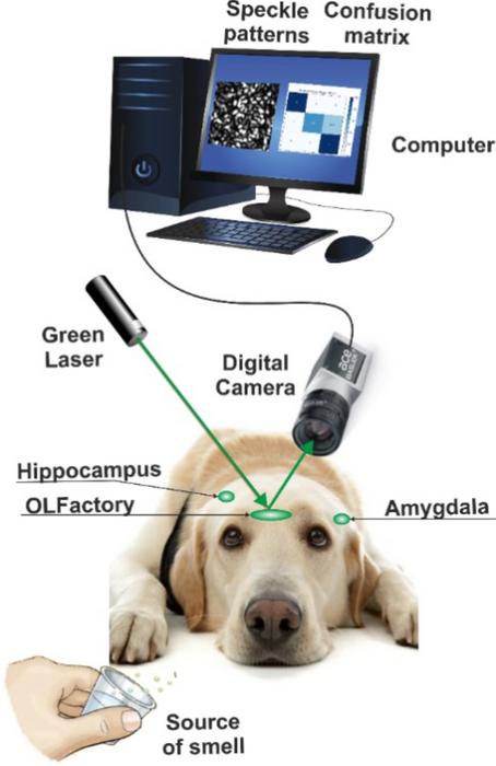 Bar-Ilan University study reveals insights into dogs’ olfactory systems that could  pave the way for new applications in law enforcement, healthcare, and rescue operations