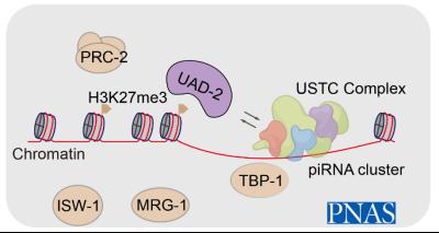 A chromodomain protein mediates heterochromatin-directed piRNA expression