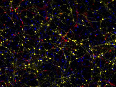 Induced neurons