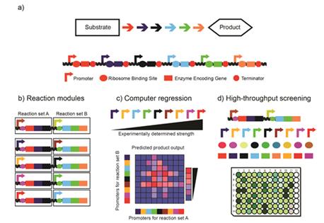 Three Different Strategies Are Reviewed for Evaluation pf Synthetic Metabolic Pathways