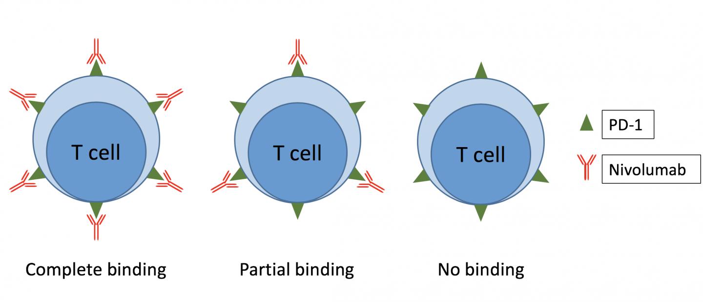 Nivolumab