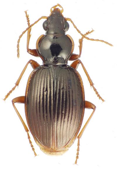 Ground Beetle