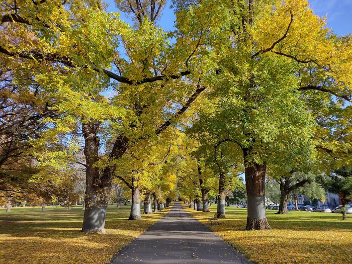 Canopy cover at a park