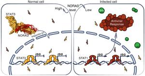 A "new" mechanism in humans for regulating the immune response