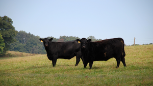 Cows in Field