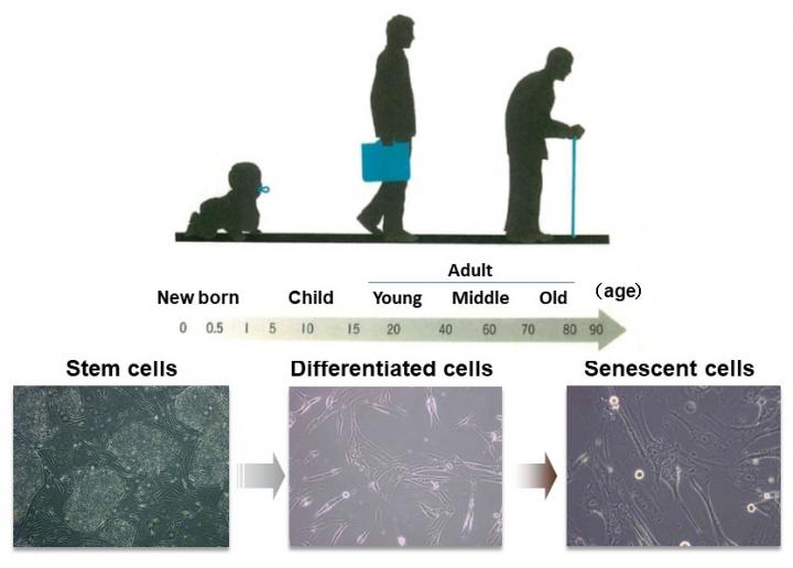 Human Life Program