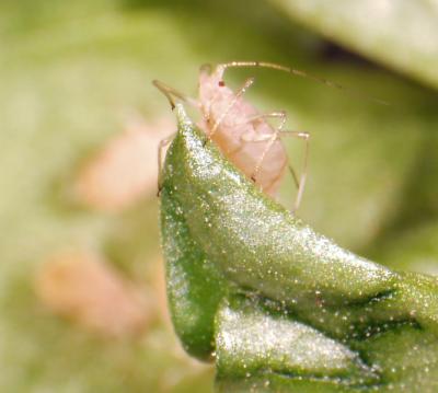 Pesky Aphid Thrives Despite Weak Immune System