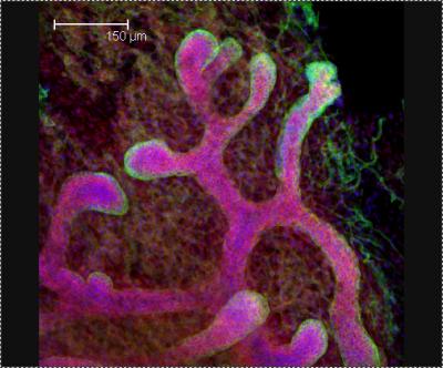 Developing Mouse Embryos