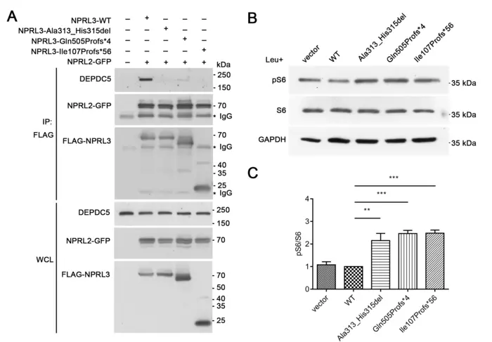 Figure 2: NPRL3 mutation impairs the formation of GATOR1 complex and its inhibitory effect on mTORC1 pathway