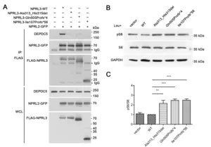 NPRL3基因突变损害GATOR1复合体的形成及对mTORC1通路的抑制功能（图2）