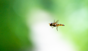 Migratory marmalade hoverfly