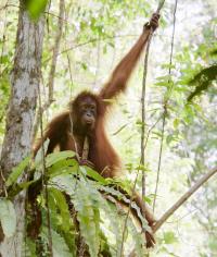 Orangutan in the Rain Forest