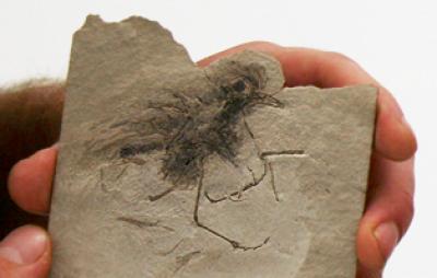 Bird Fossil