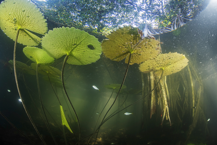 Aquatic life in the mangrove forest