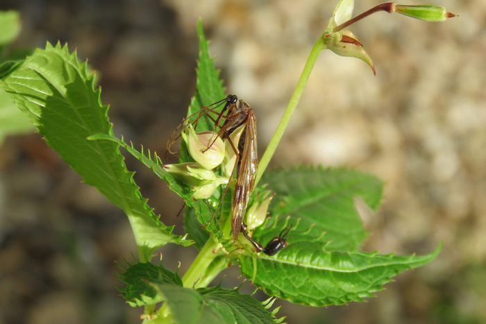 A newly discovered species of large scorpionfly from Nepal named Lulilan obscurus