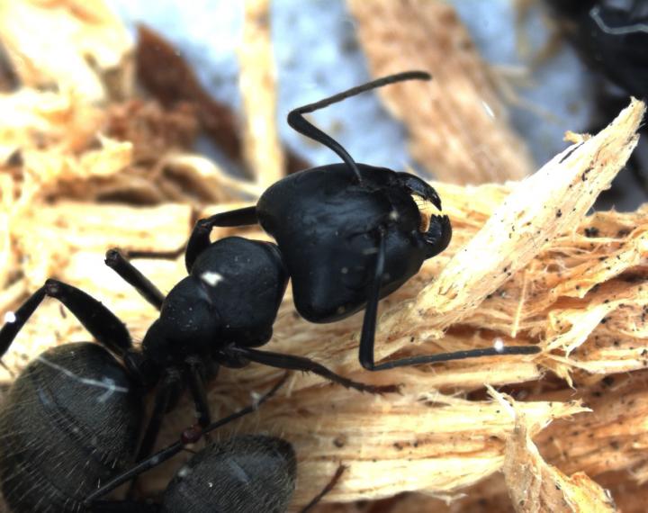 Carpenter Ant