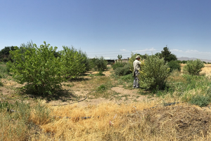 Set up of an open-field test at Ferdowsi University, Mashhad, Iran