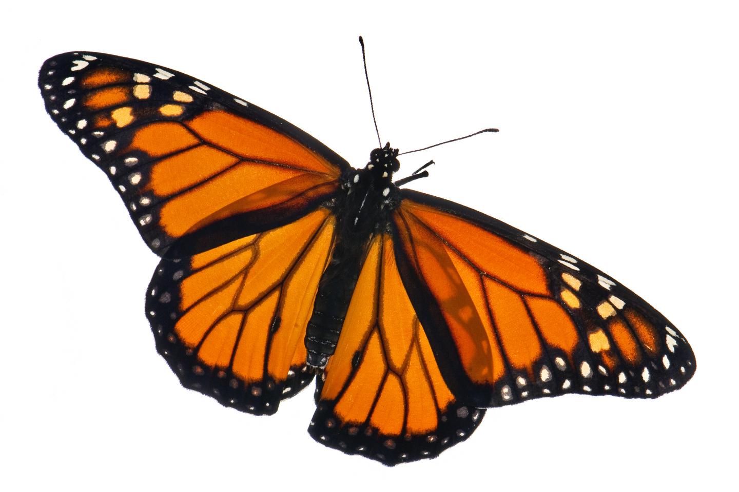 Monarch